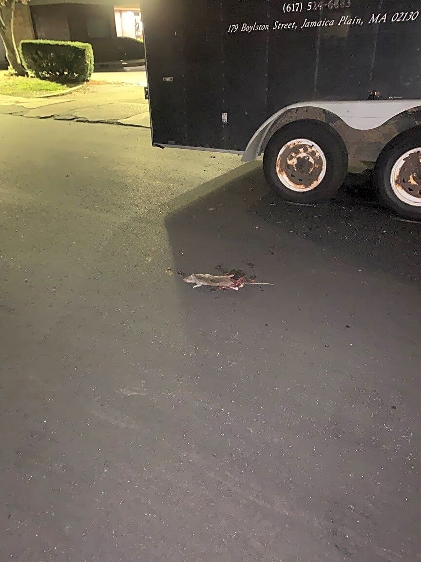 Image submitted with report