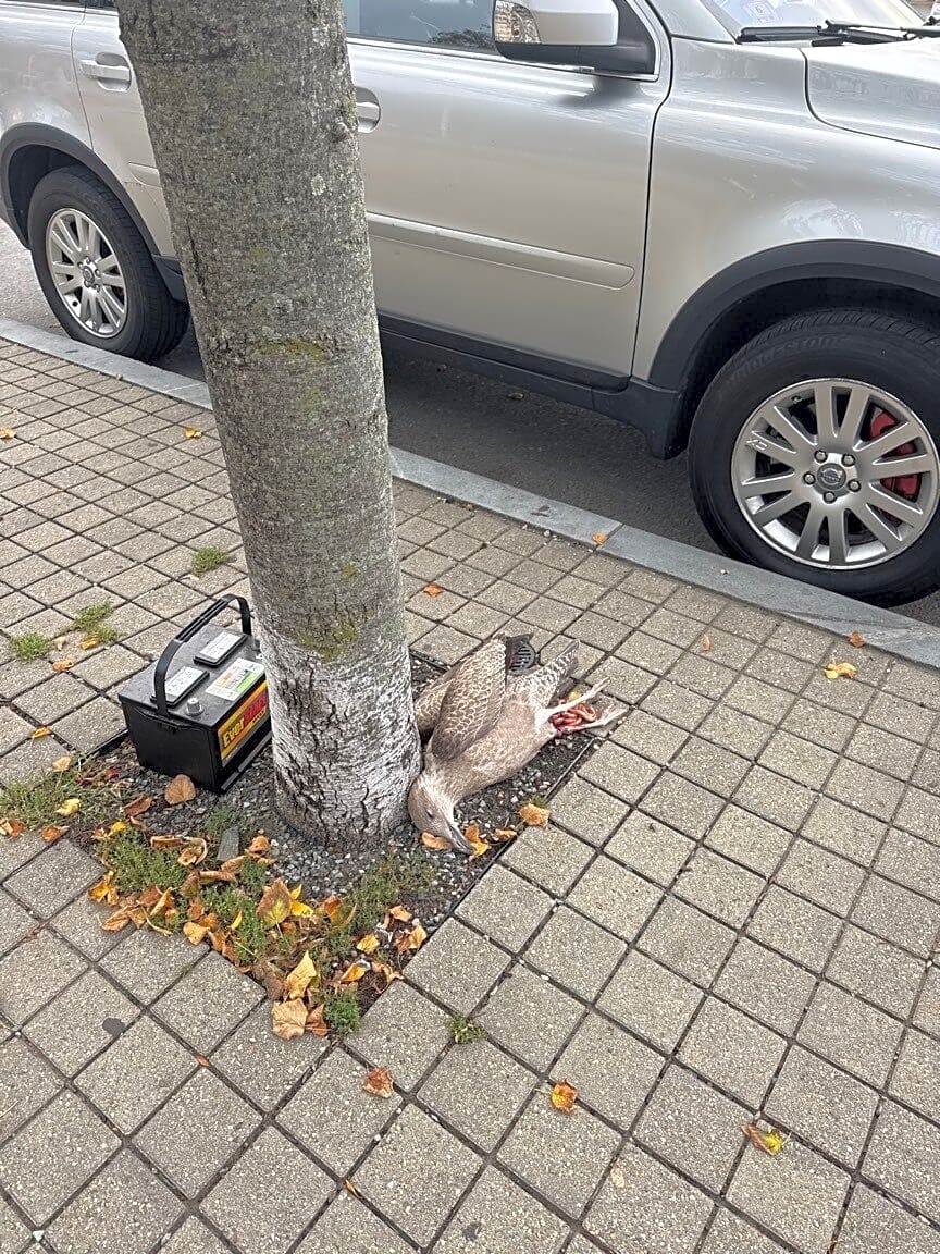 Image submitted with report