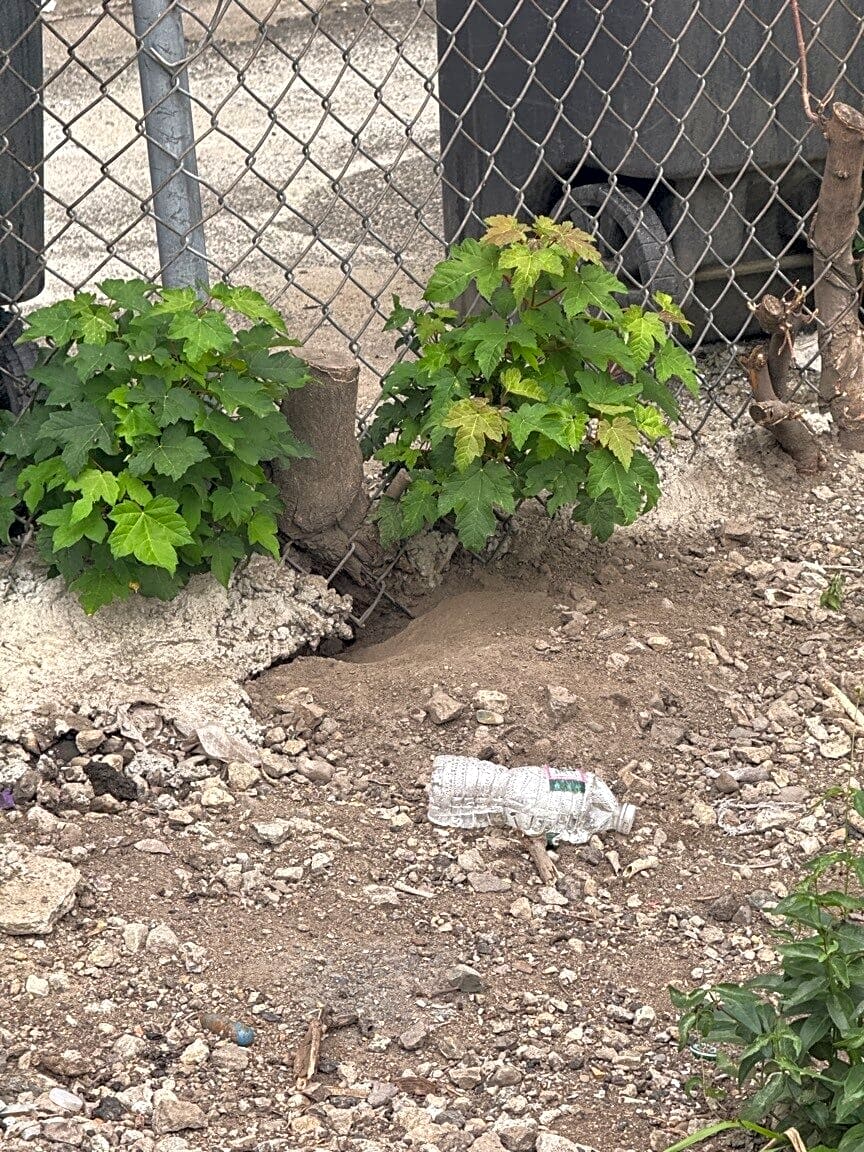 Image submitted with report