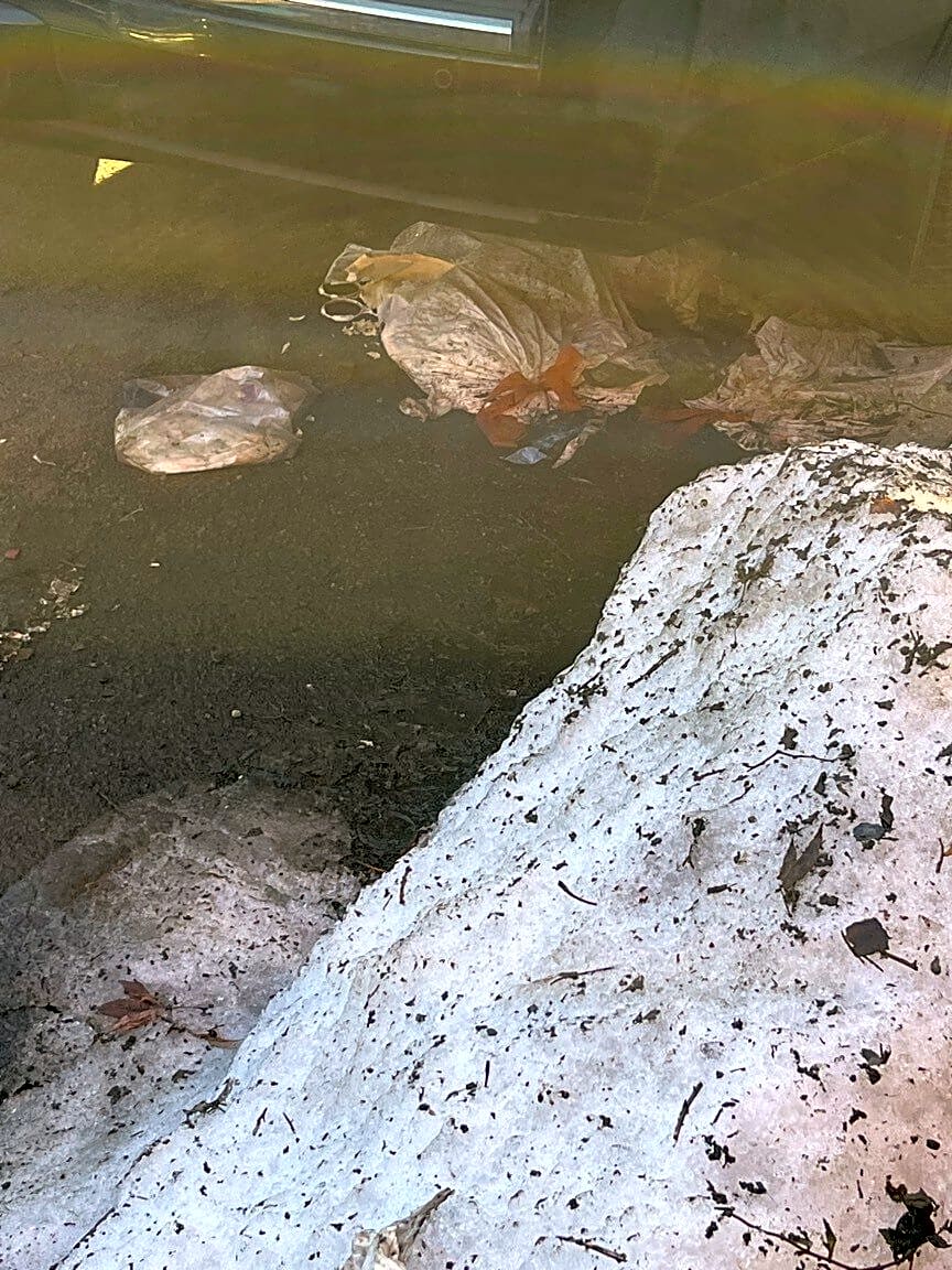 Image submitted with report