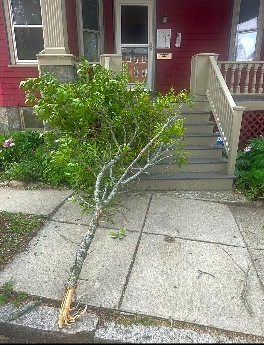Image submitted with report