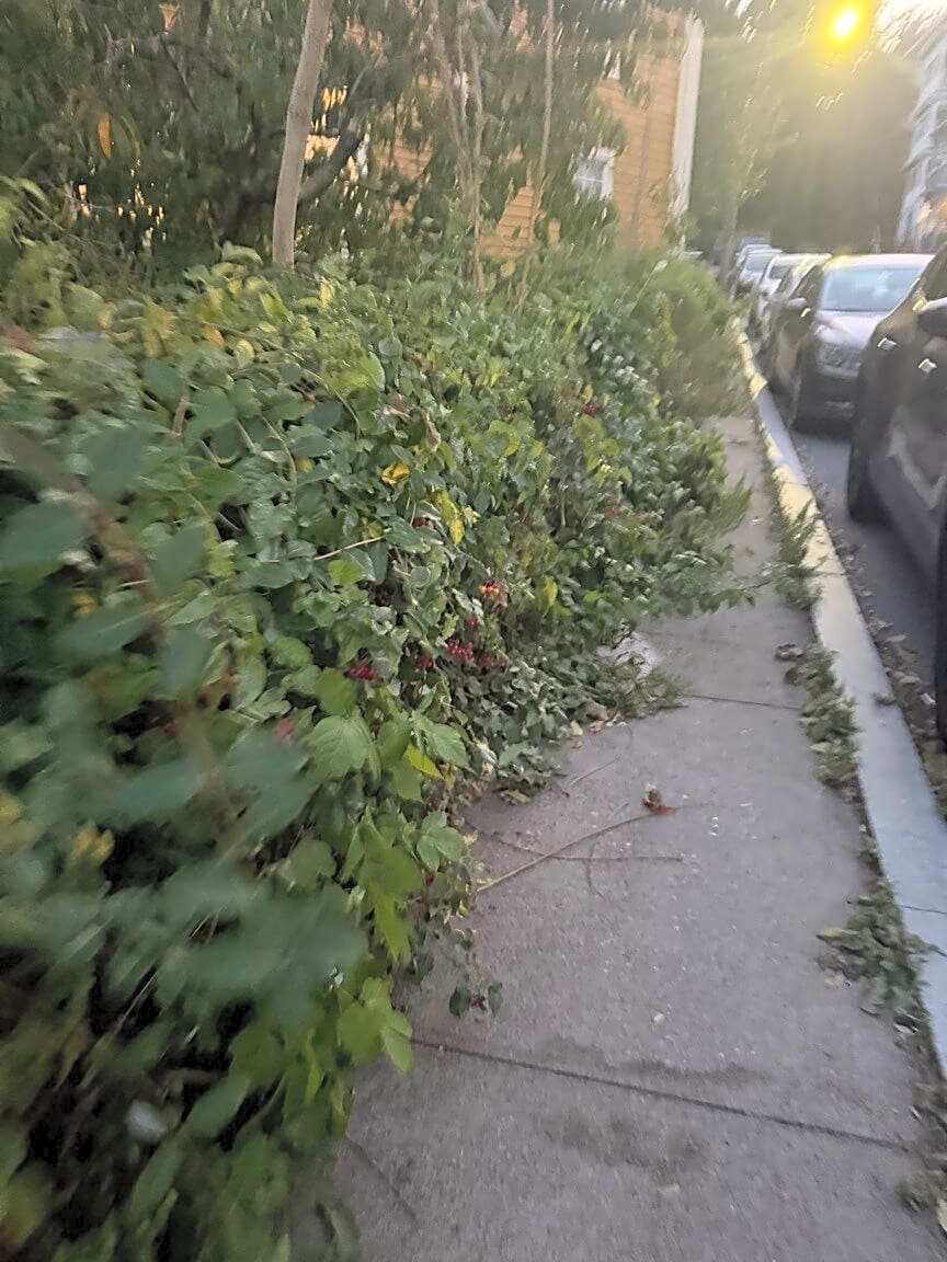 Image submitted with report