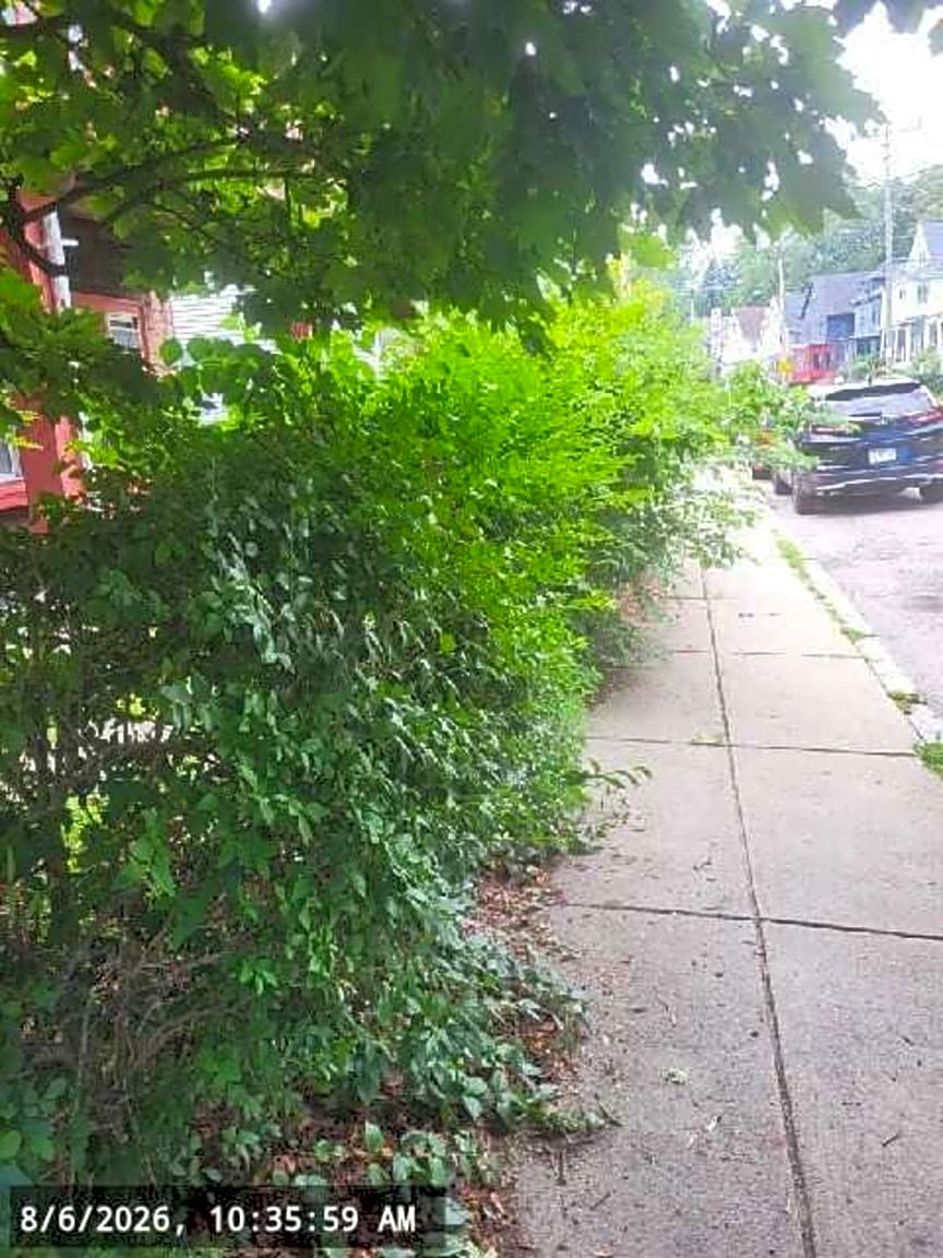 Image submitted with report