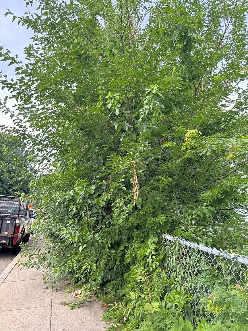 Image submitted with report