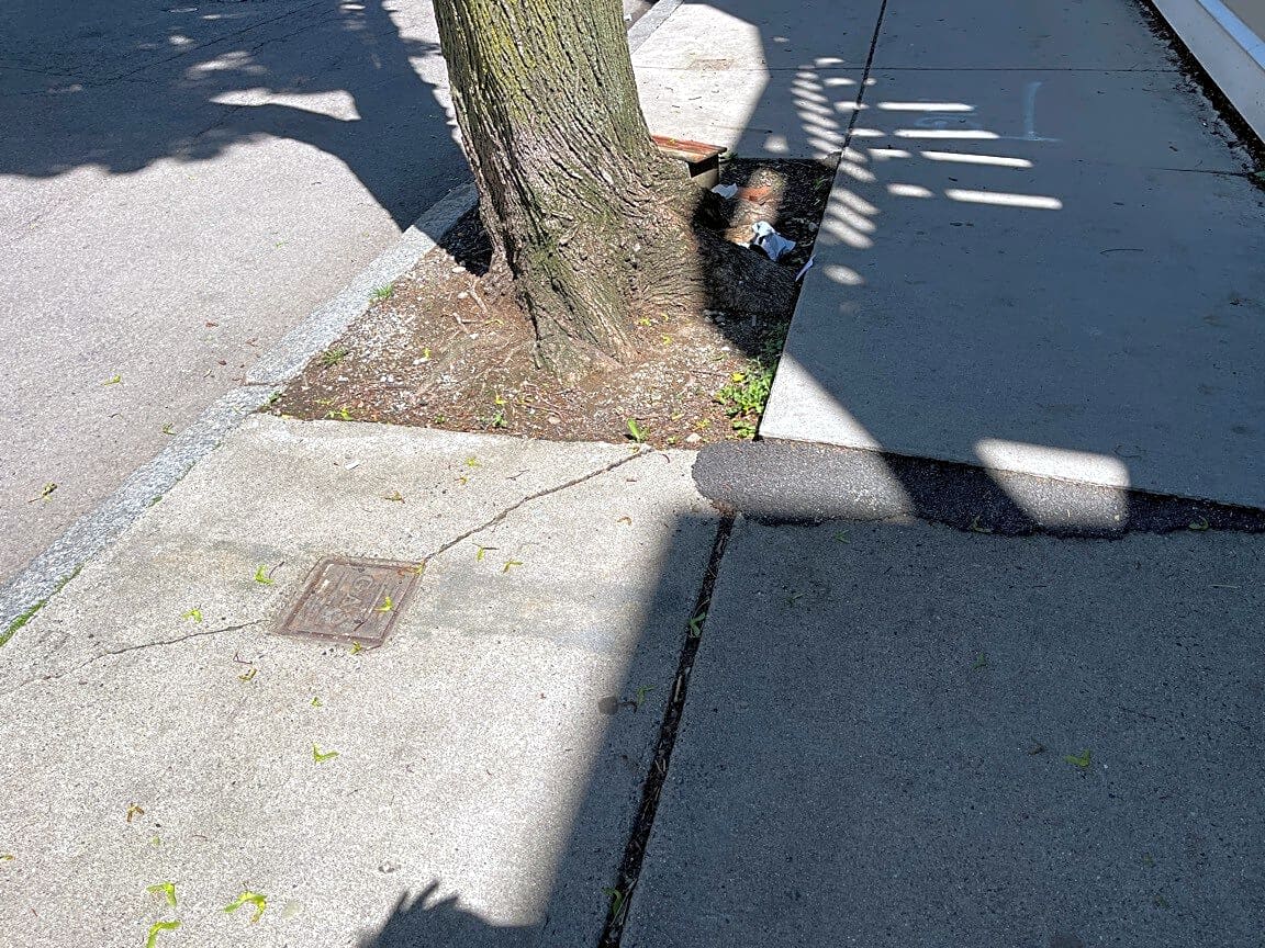 Image submitted with report