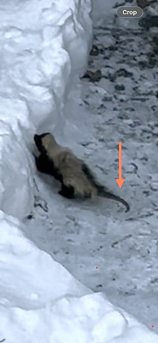 Image submitted with report