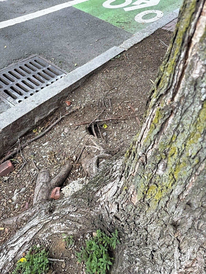 Image submitted with report