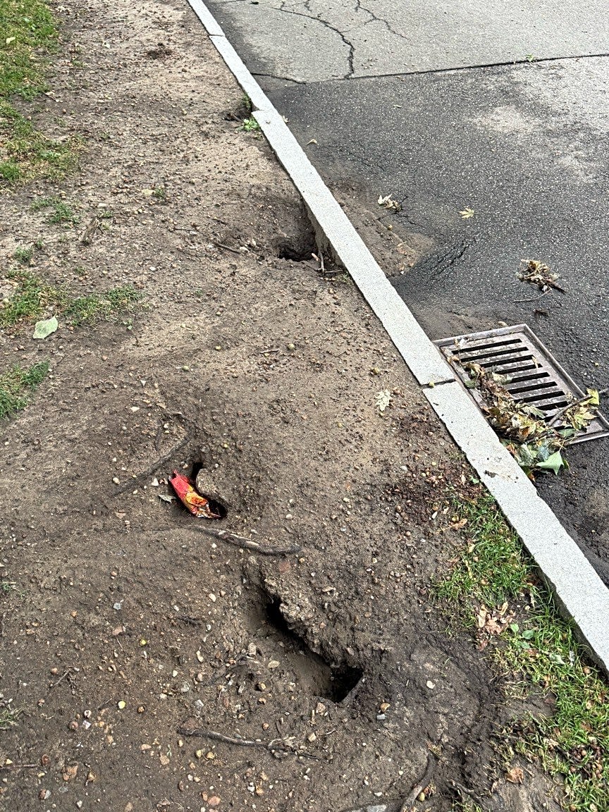 Image submitted with report