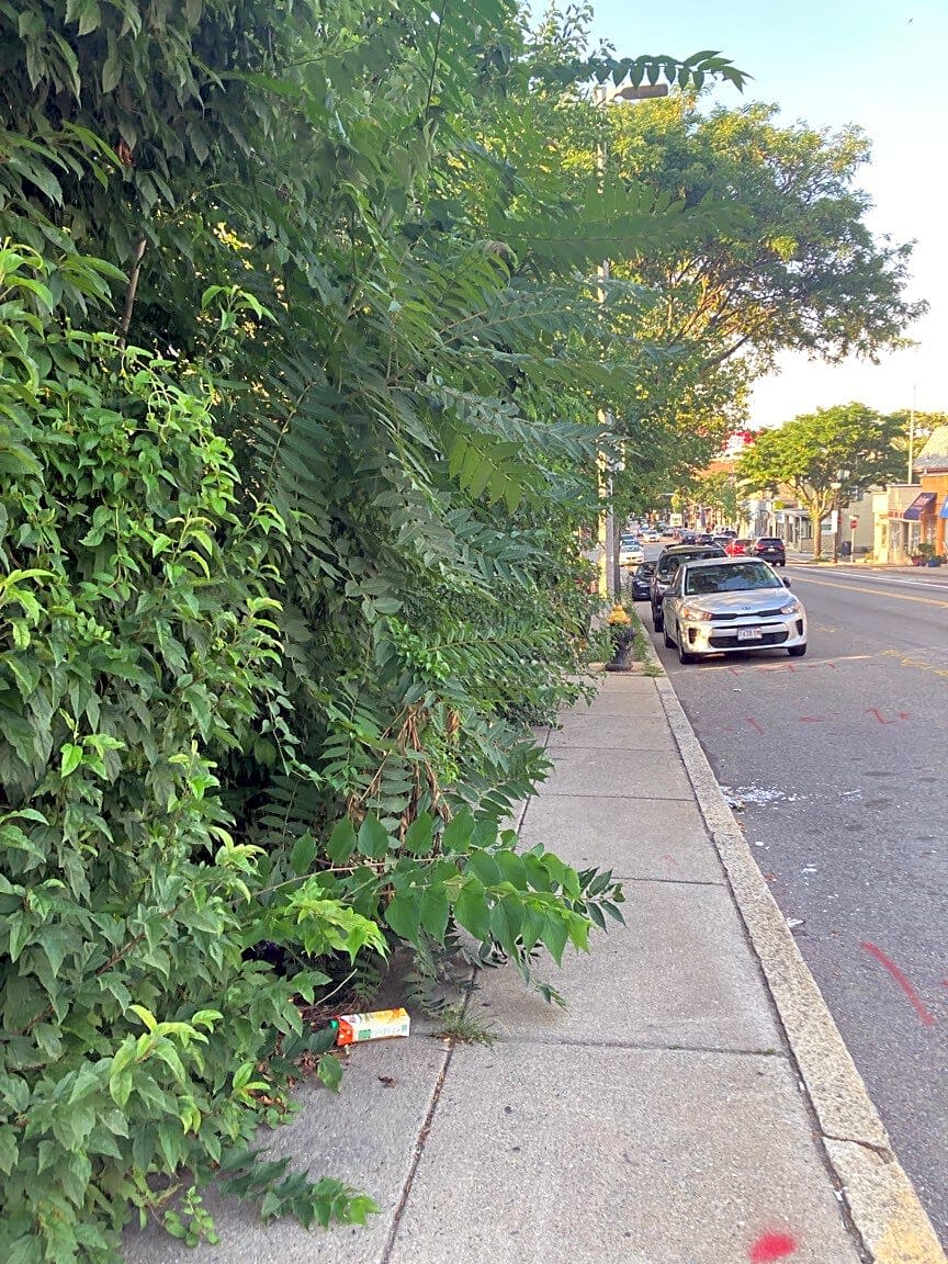 Image submitted with report