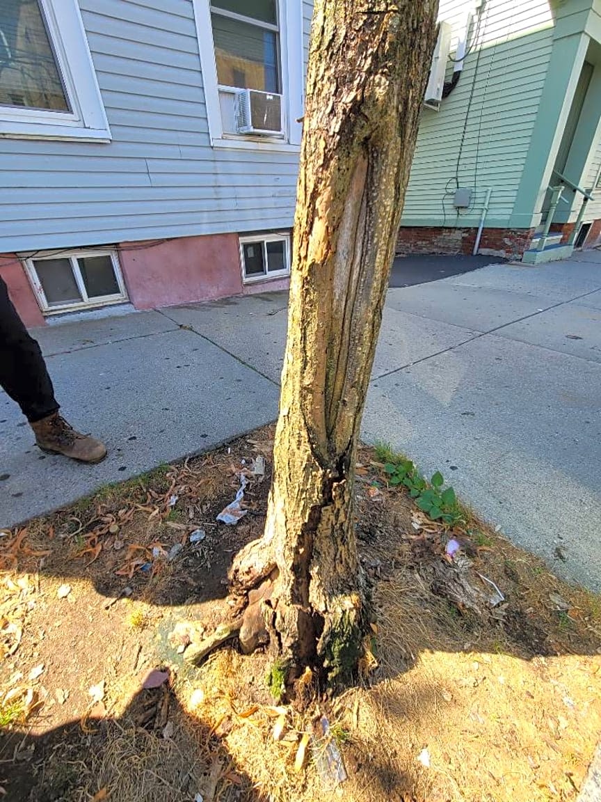 Image submitted with report