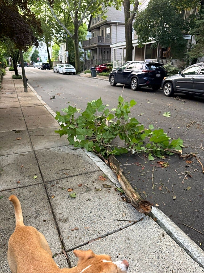 Image submitted with report