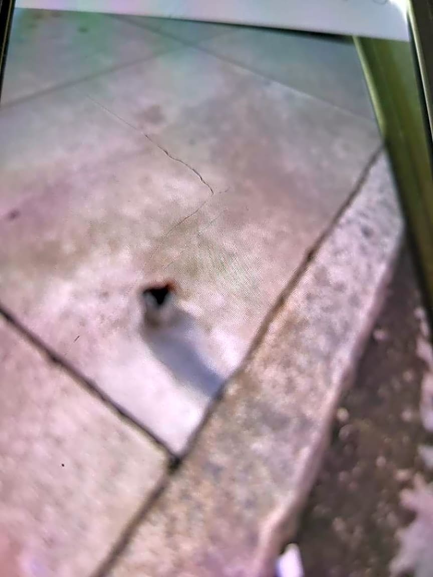 Image submitted with report