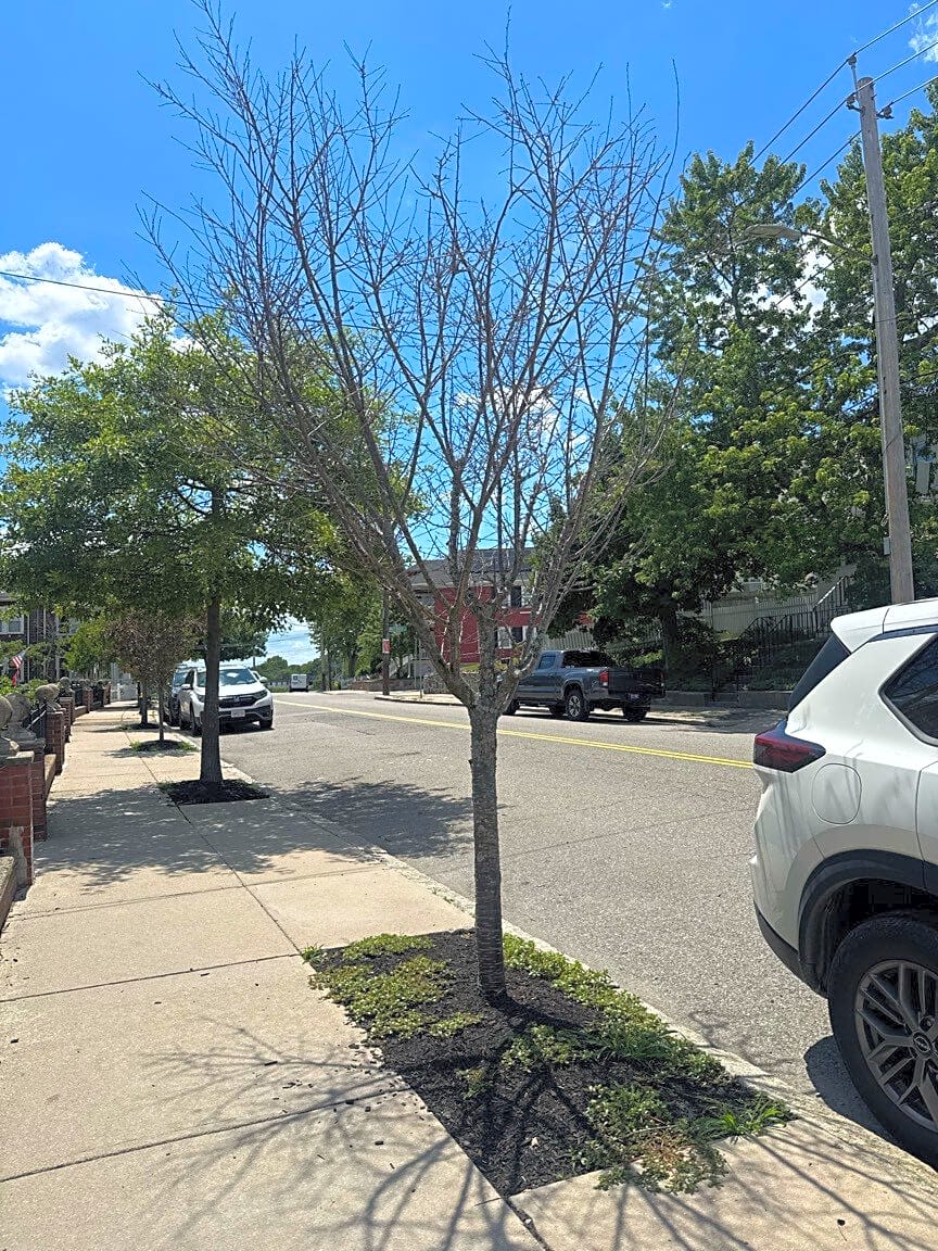 Image submitted with report