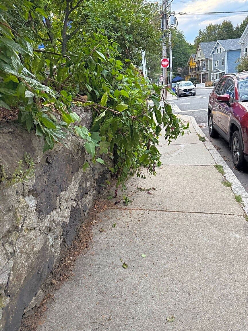 Image submitted with report
