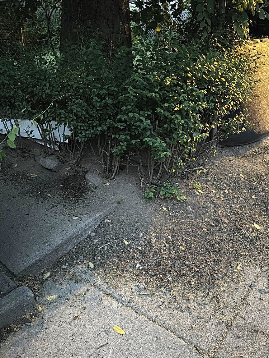 Image submitted with report