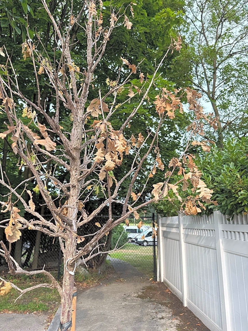 Image submitted with report