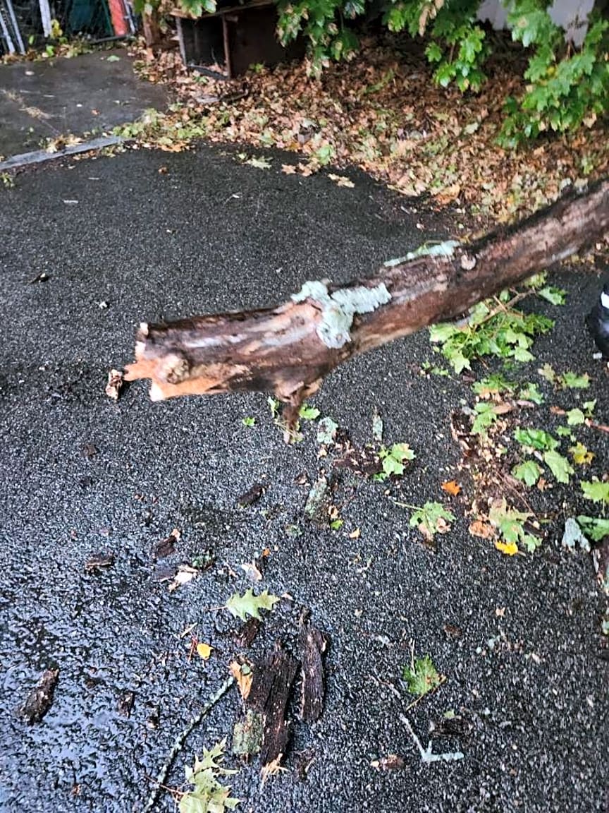 Image submitted with report