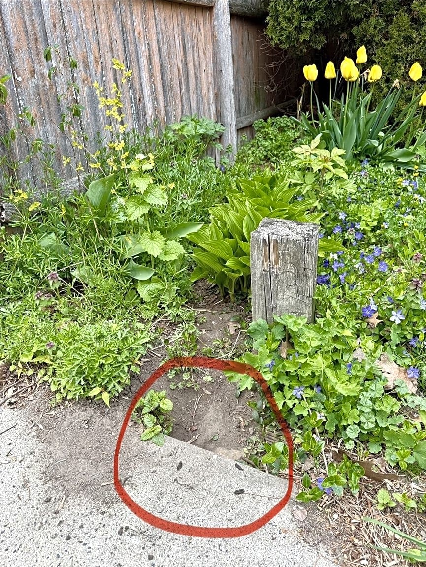 Image submitted with report