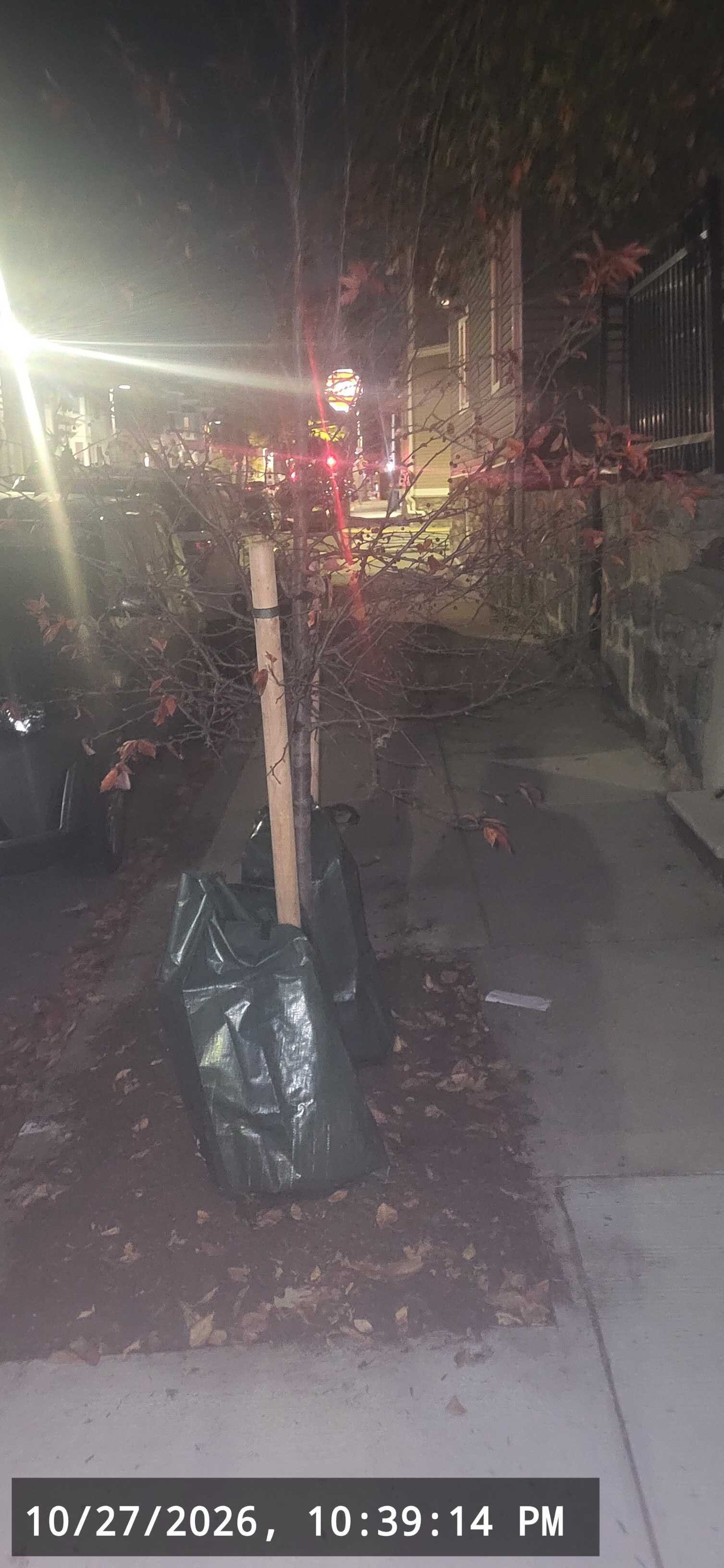 Image submitted with report