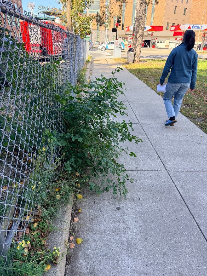 Image submitted with report