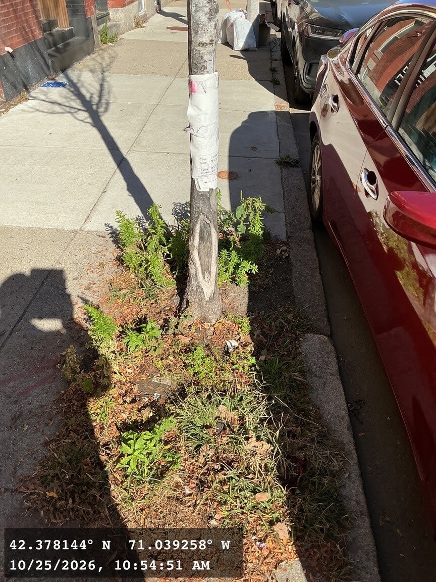 Image submitted with report