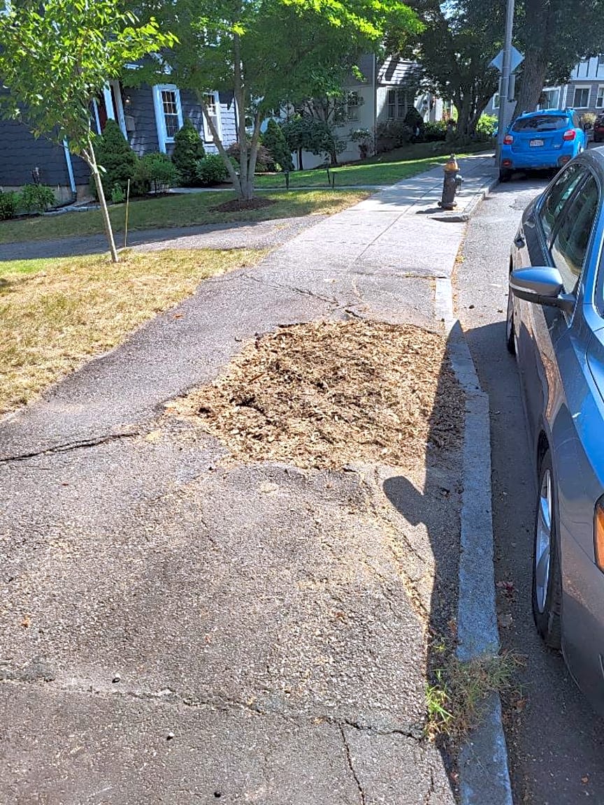 Image submitted with report