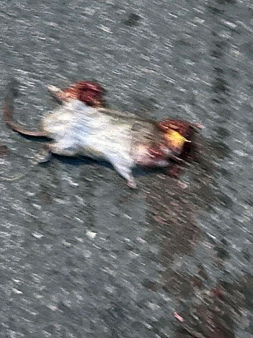 Image submitted with report