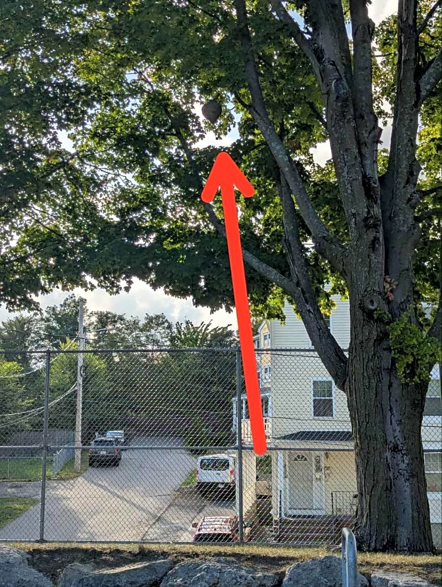 Image submitted with report