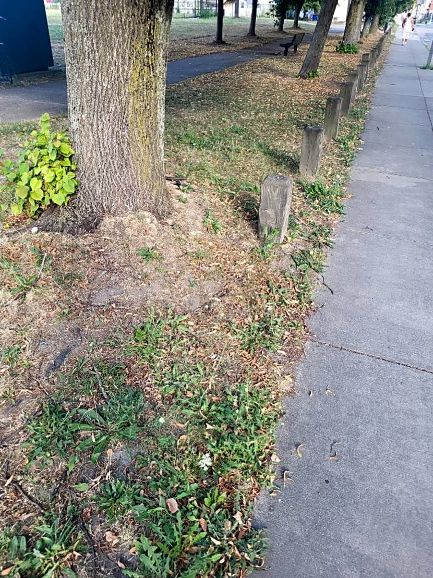 Image submitted with report