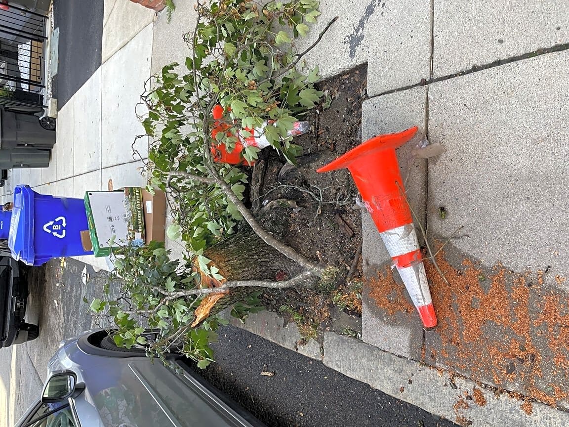 Image submitted with report