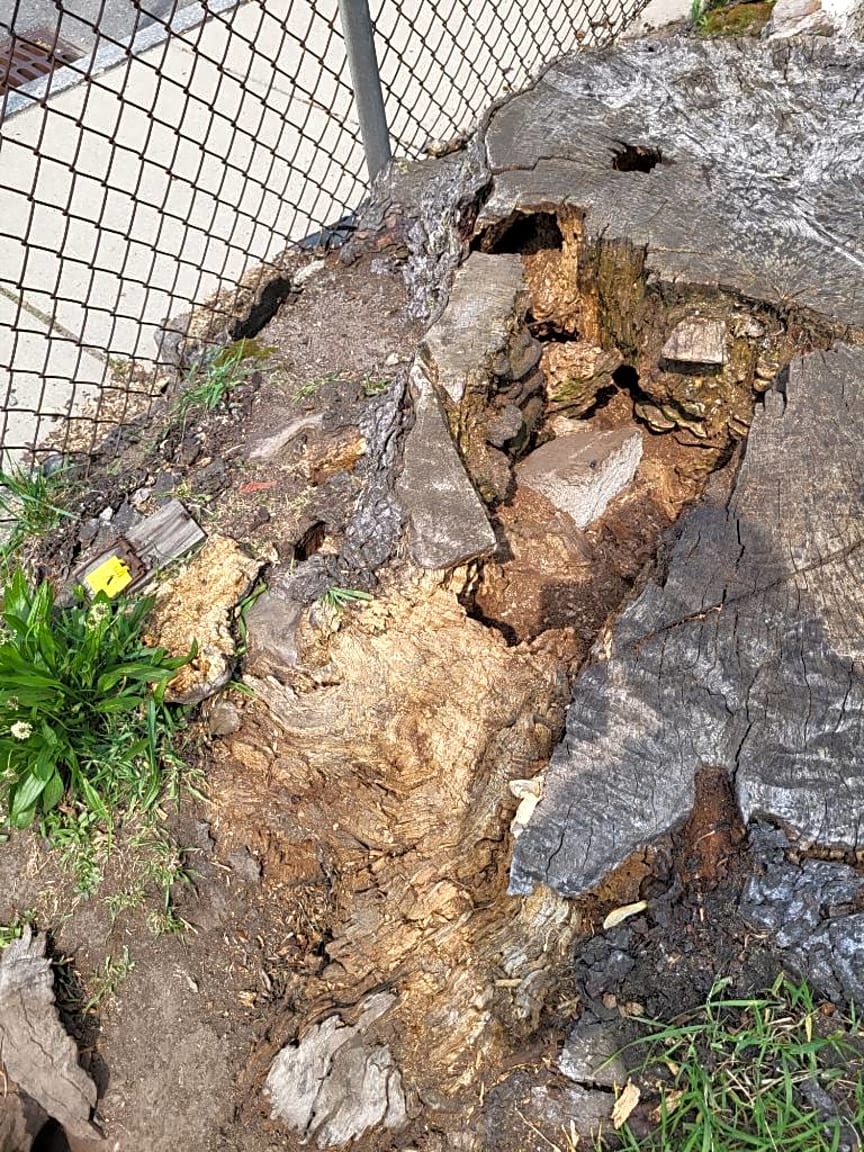 Image submitted with report