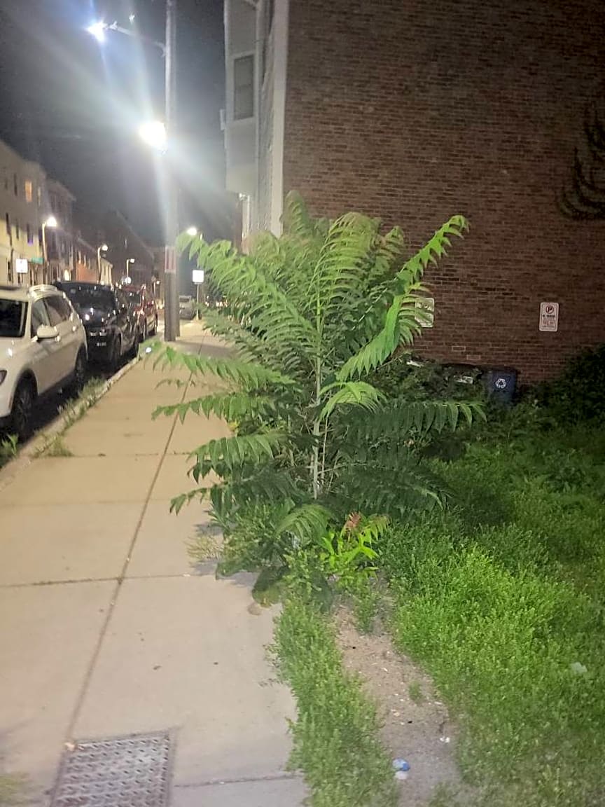 Image submitted with report