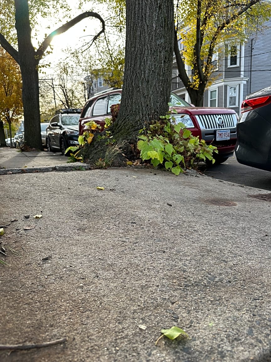 Image submitted with report