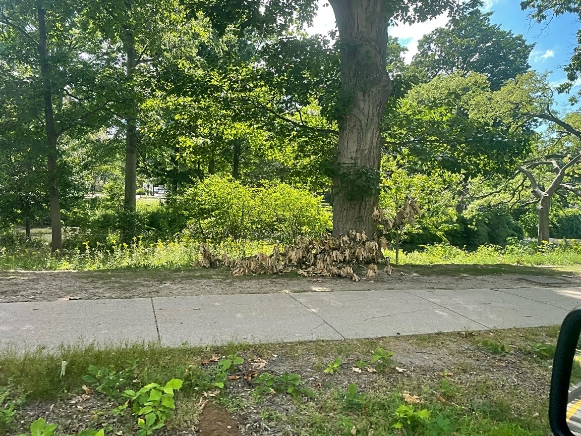 Image submitted with report