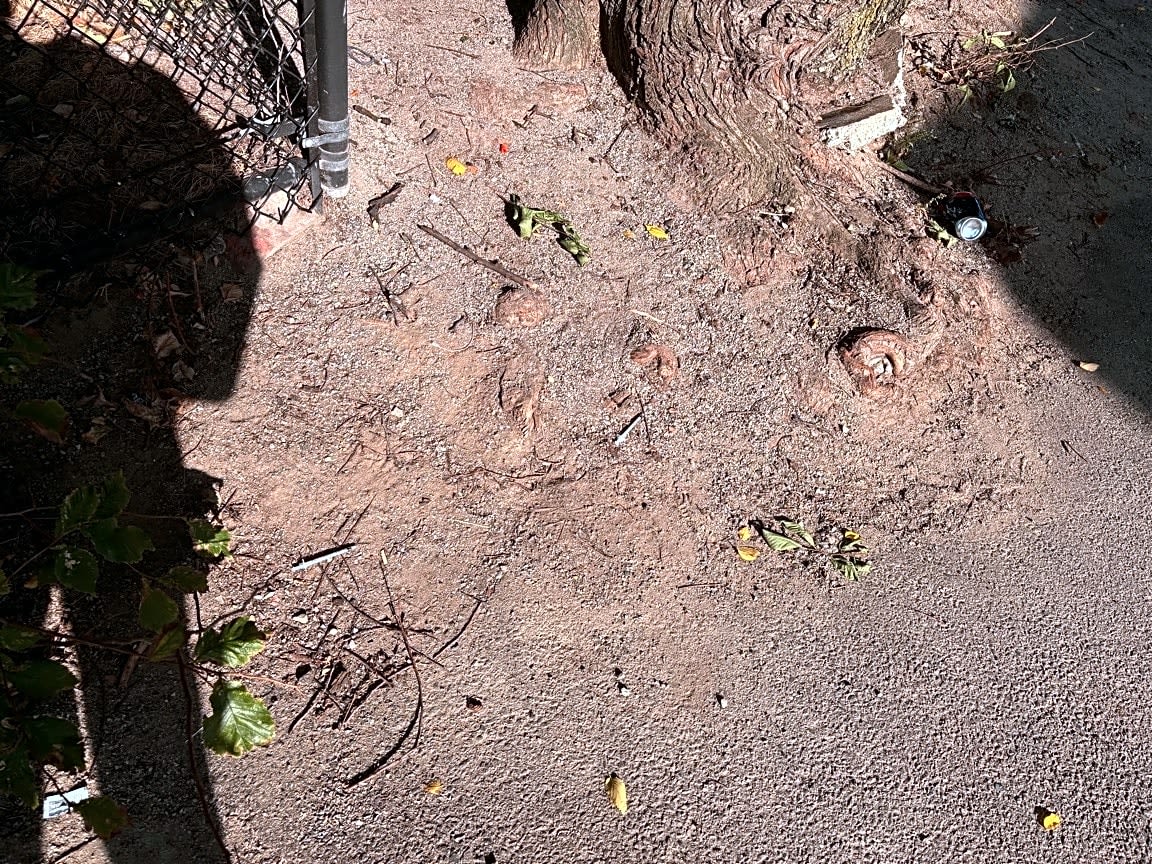 Image submitted with report