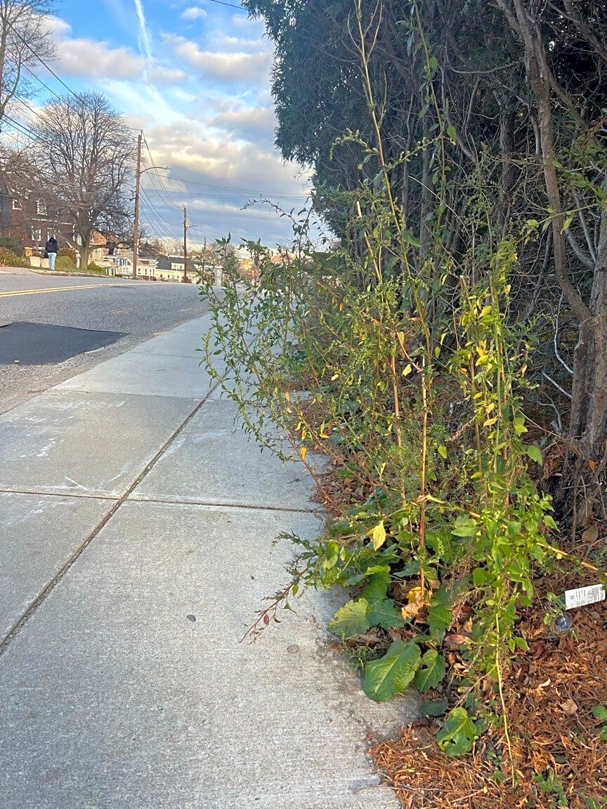 Image submitted with report