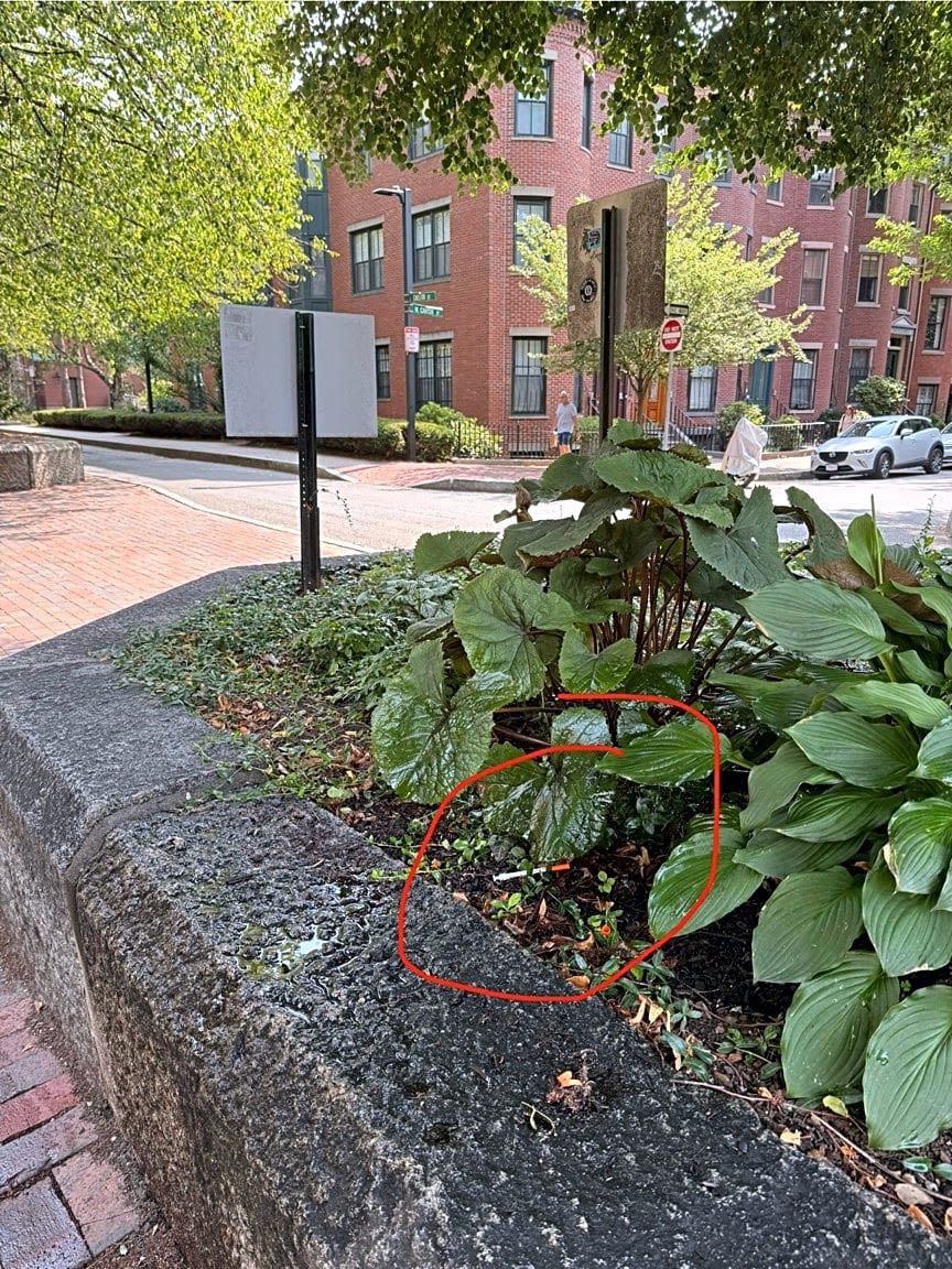 Image submitted with report