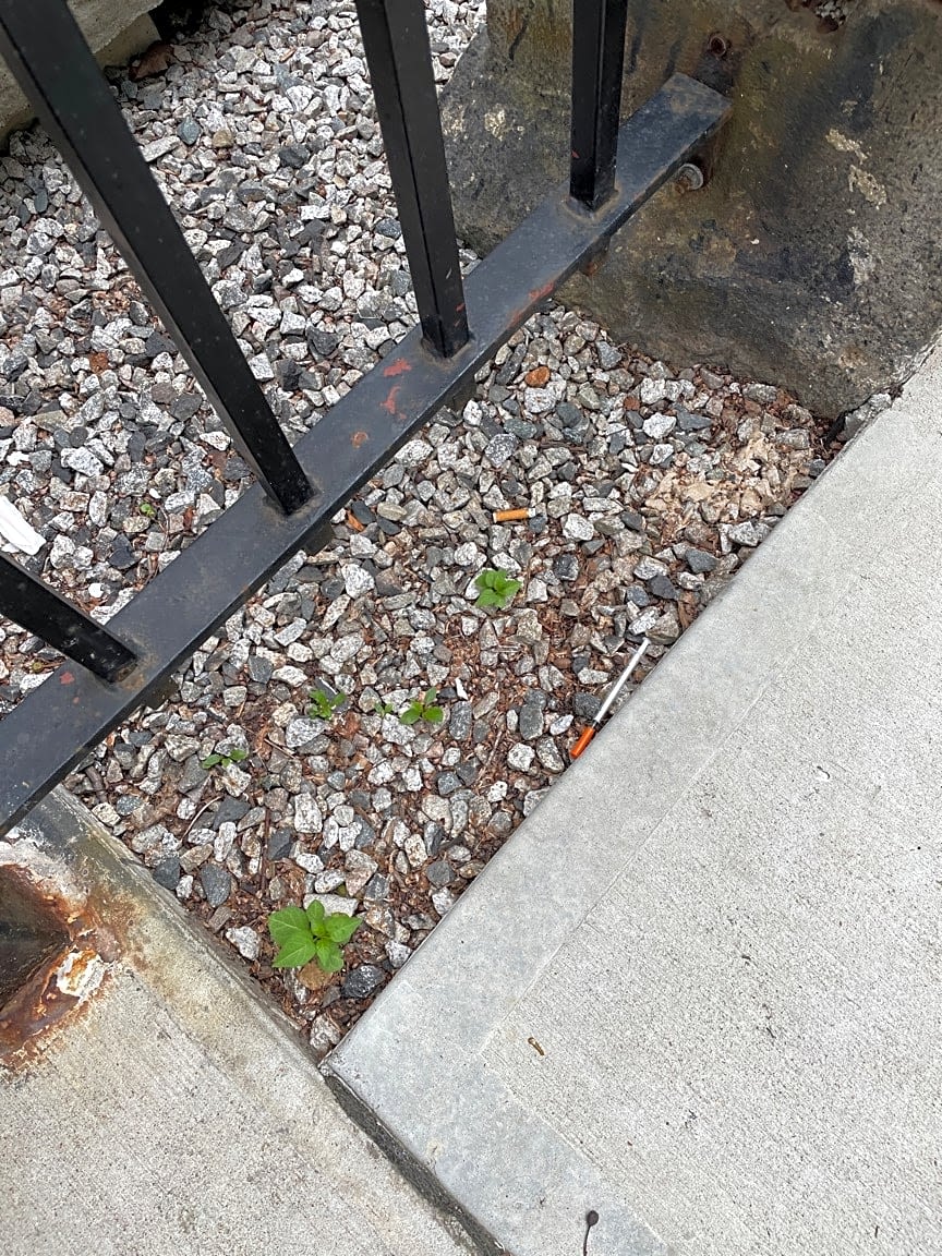 Image submitted with report