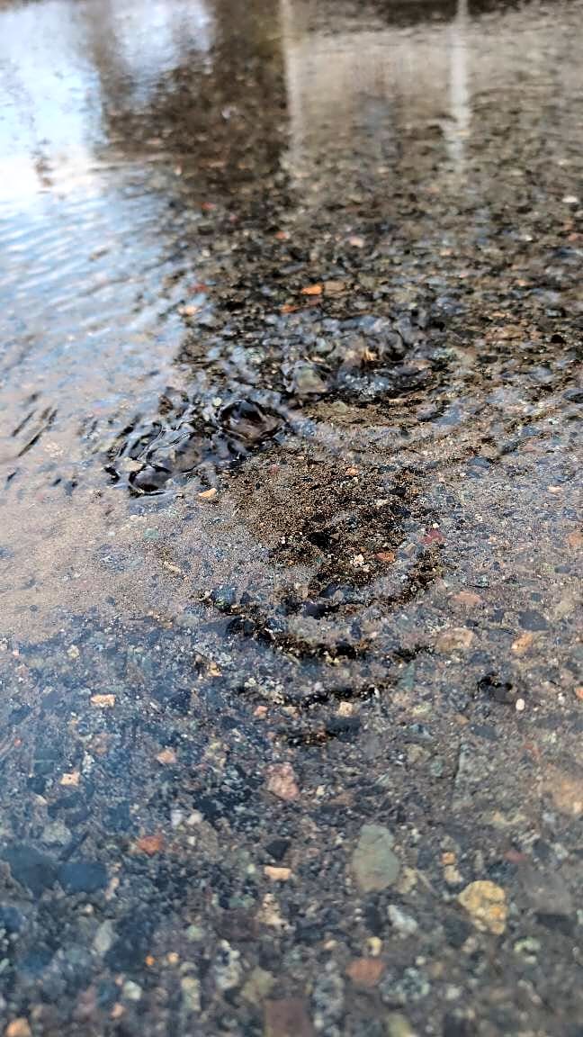 Image submitted with report