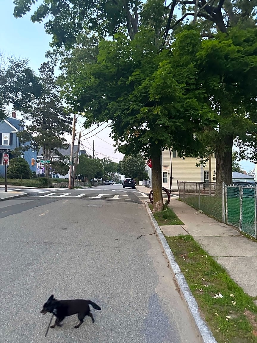 Image submitted with report