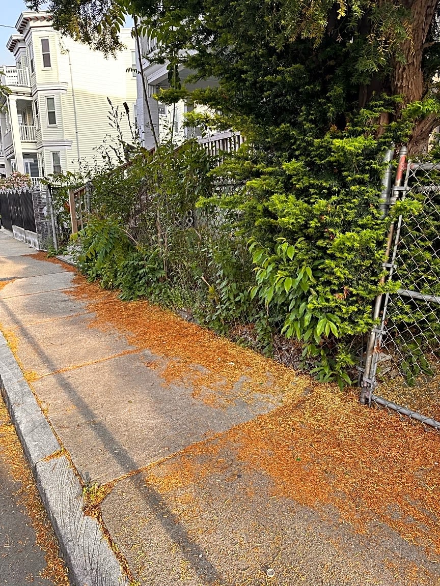 Image submitted with report
