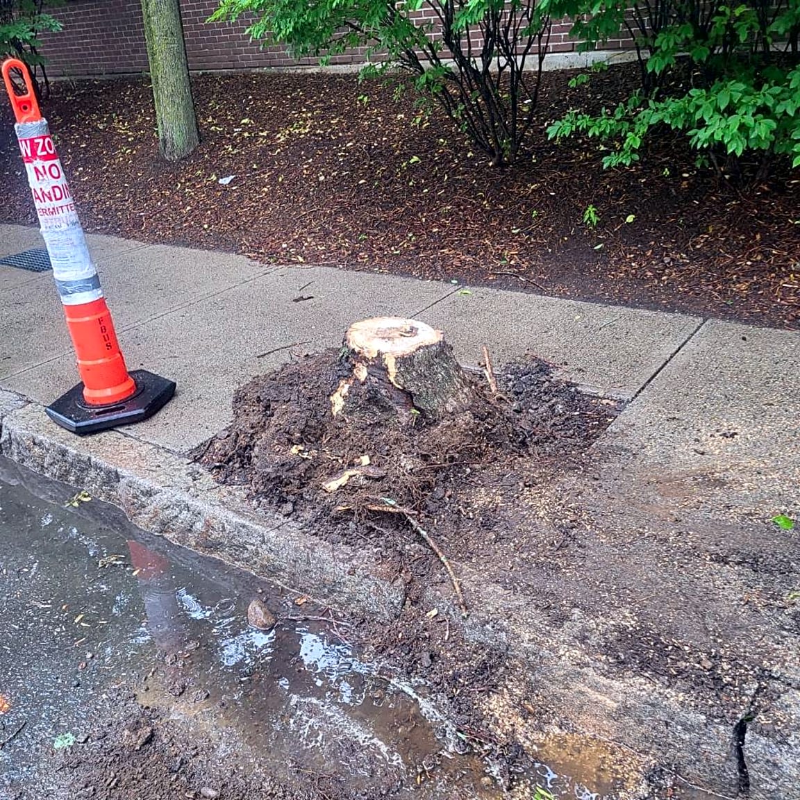 Image submitted with report