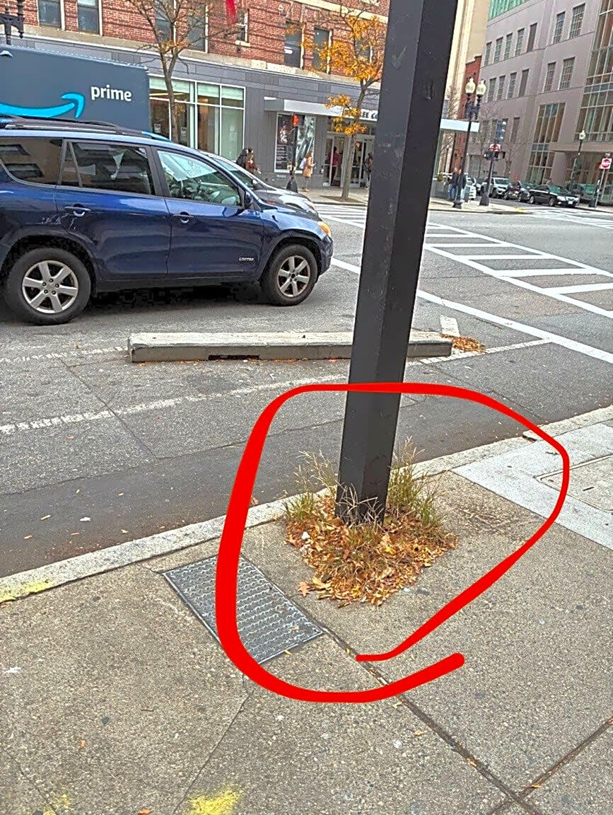 Image submitted with report