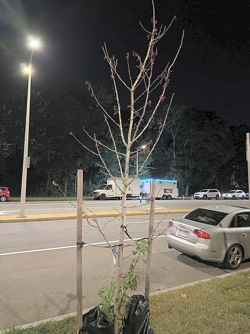 Image submitted with report