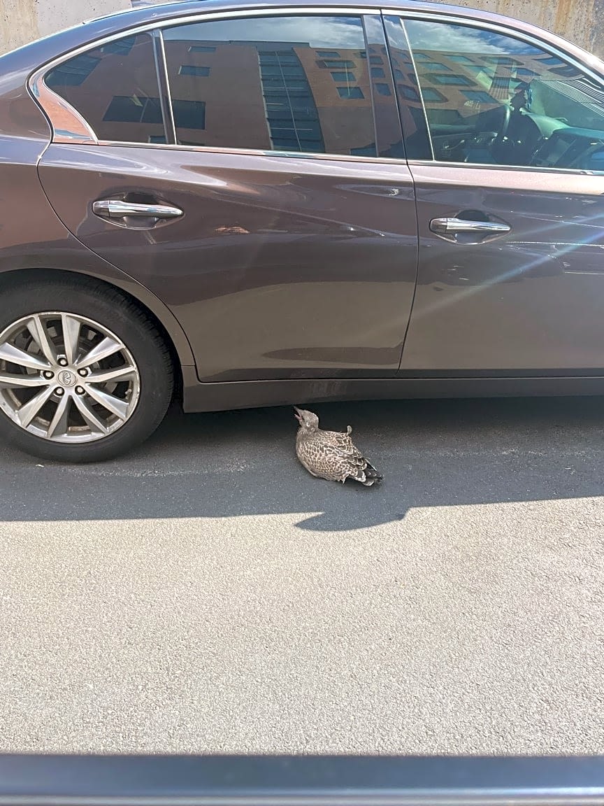 Image submitted with report