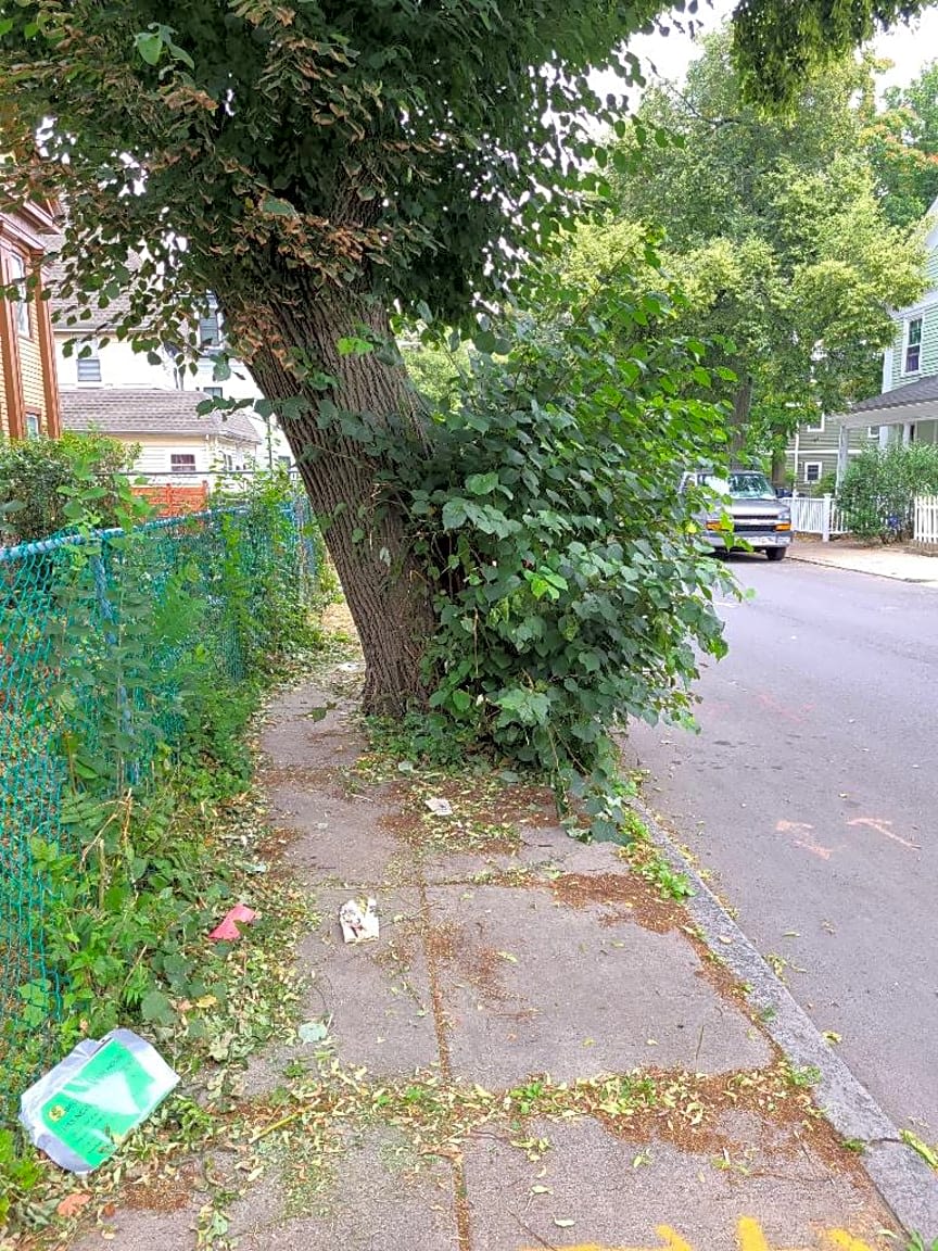 Image submitted with report