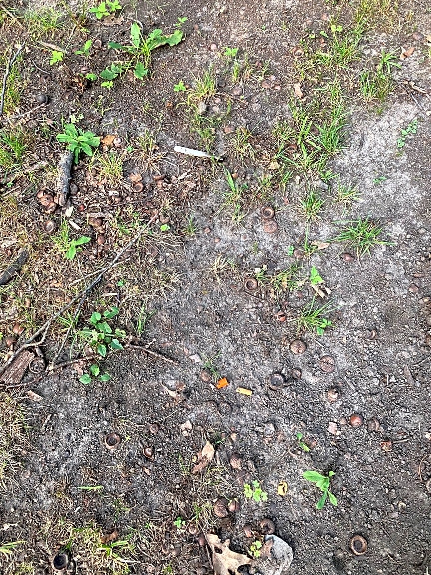 Image submitted with report