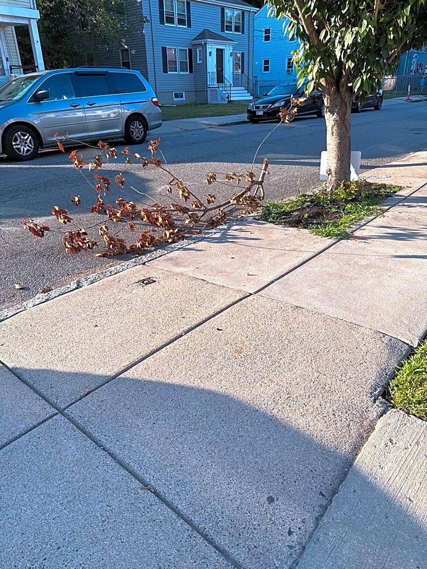 Image submitted with report
