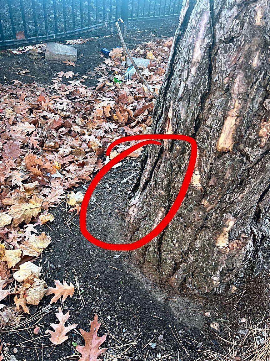 Image submitted with report