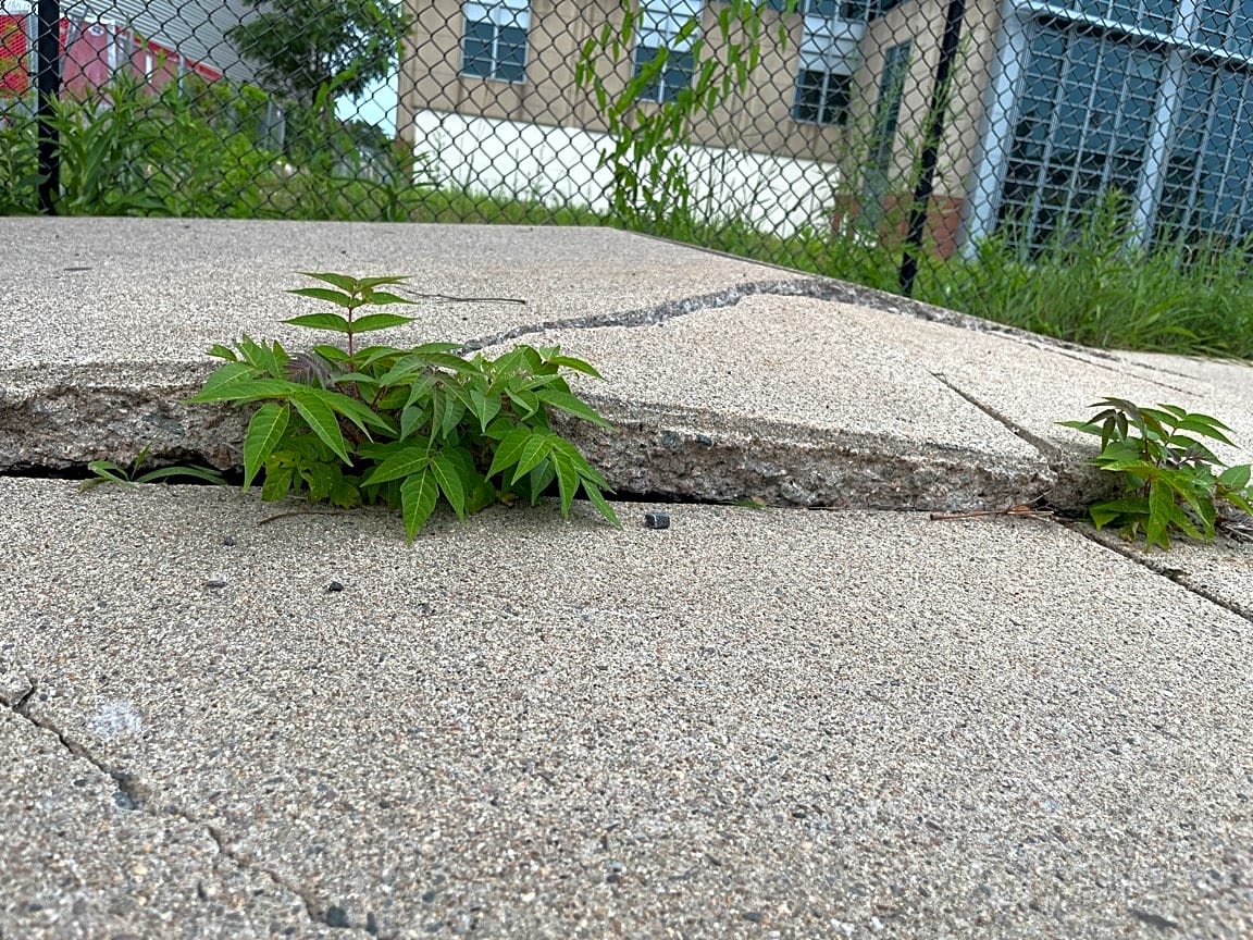 Image submitted with report